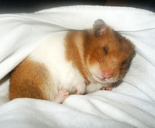 syrian-hamster