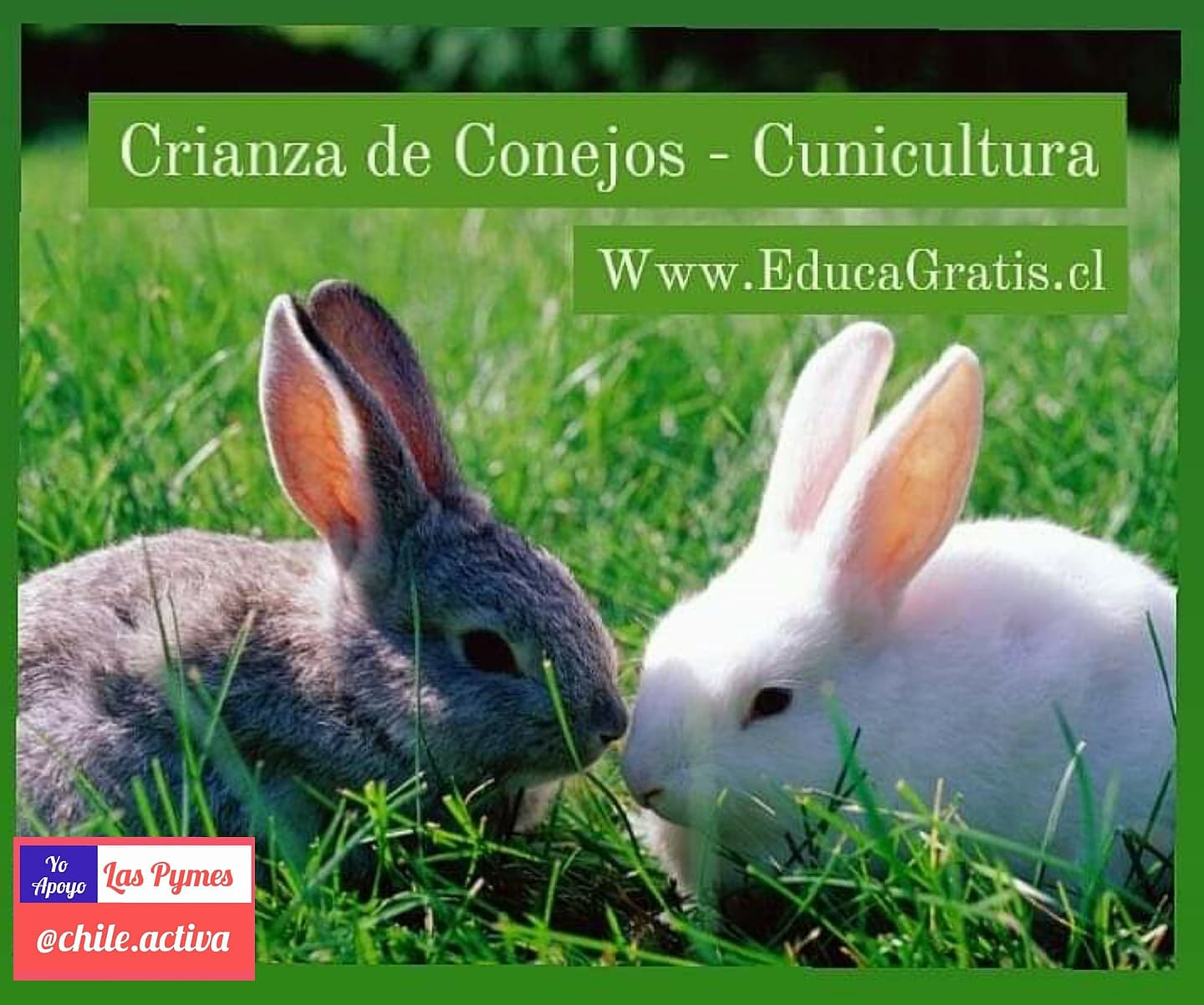 Curso de Crianza de Conejos